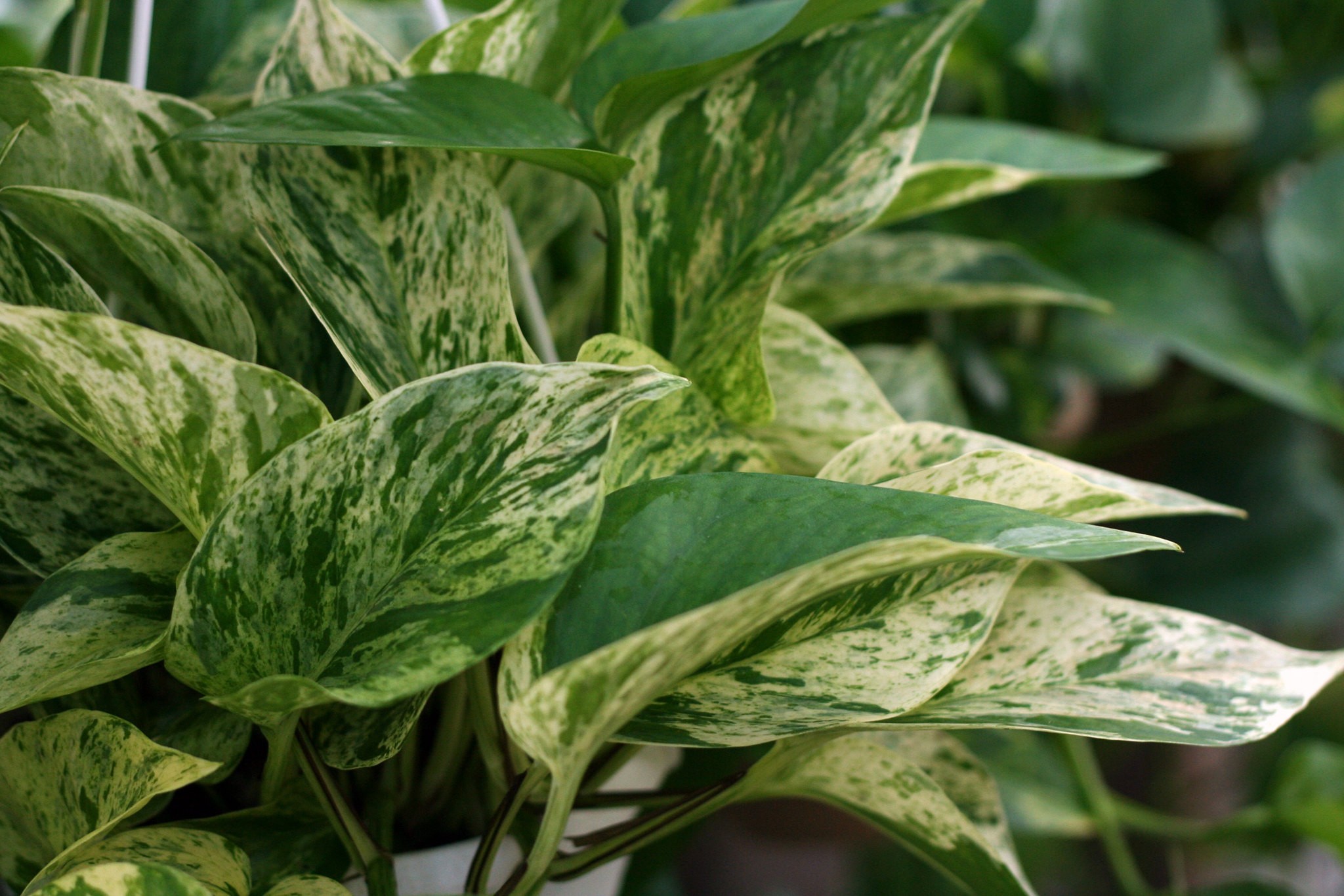 Marble Queen Pothos