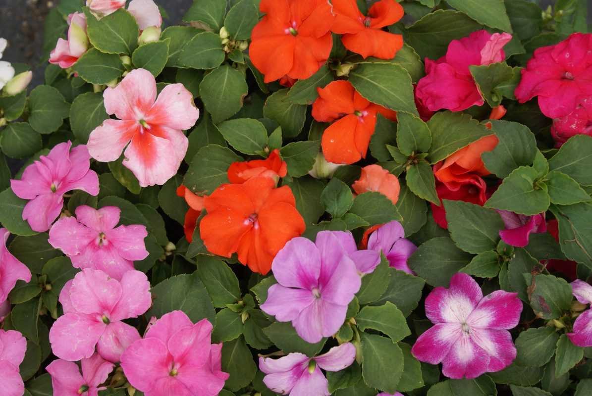 impatiens-walleriana