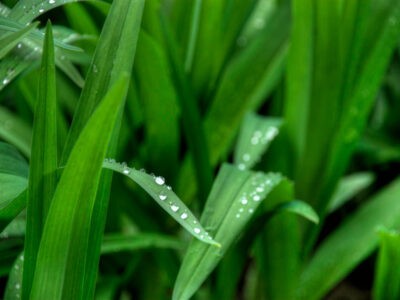 Kikuyu l'herbe tropicale