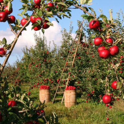 Vivre dans un environnement sain : la campagne