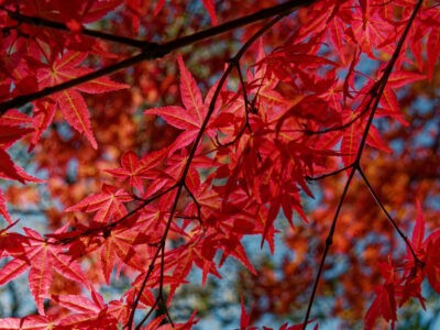 Le Photinia ou Red robin : un plant idéal pour faire resplendir votre jardin