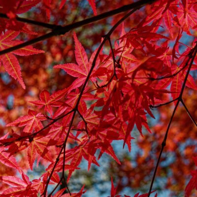 Le Photinia ou Red robin : un plant idéal pour faire resplendir votre jardin